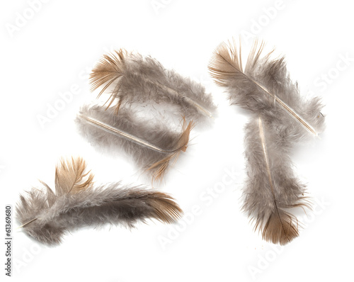 pigeon feather on white background