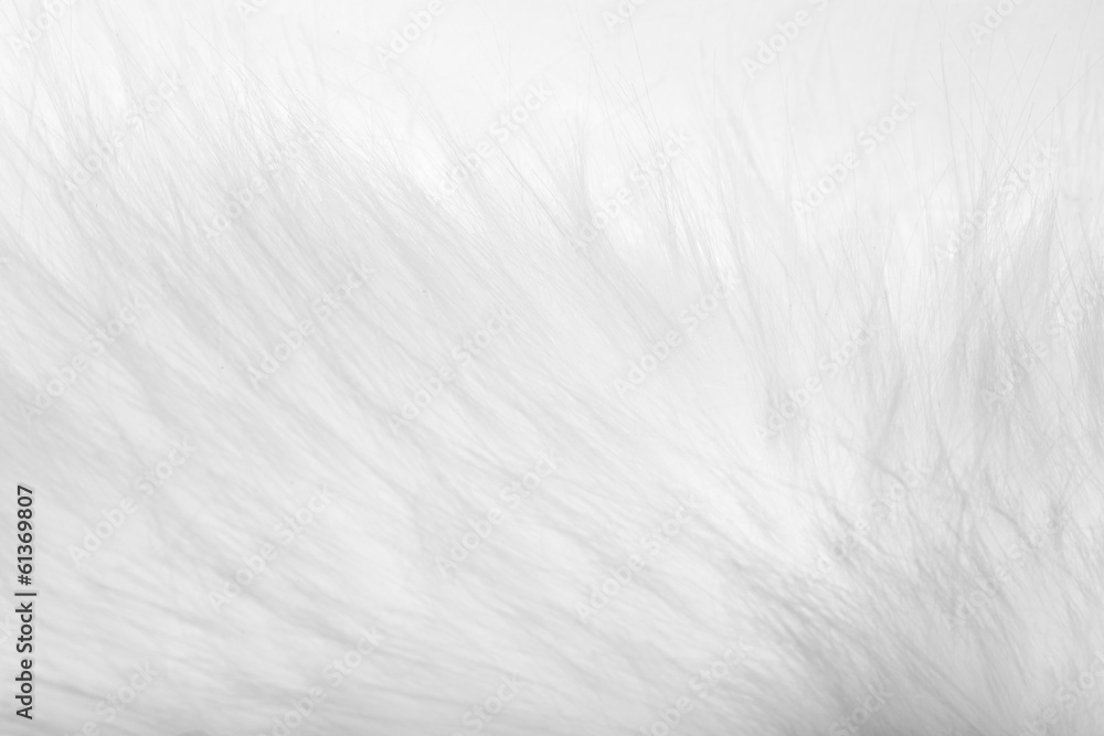 Fototapeta premium background of white fur