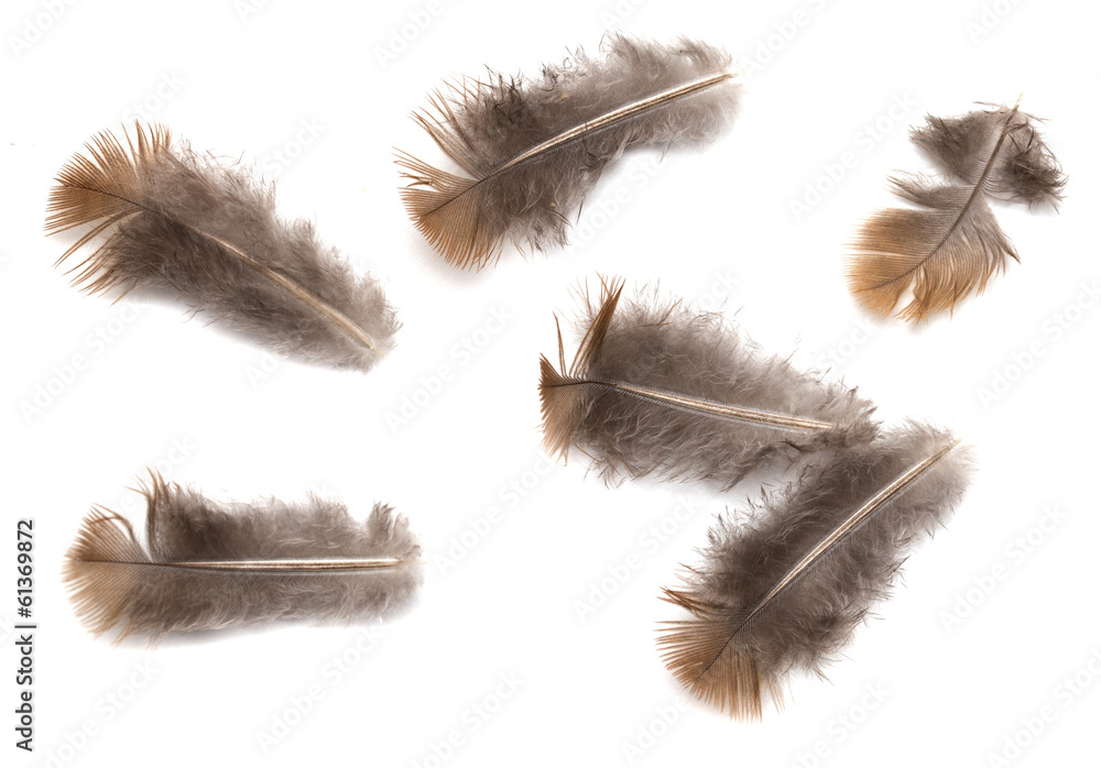 Obraz premium pigeon feather on white background