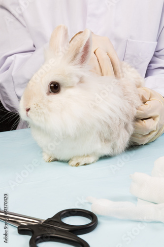 Tierarzt bei Behandlung Kaninchen beim Abtasten