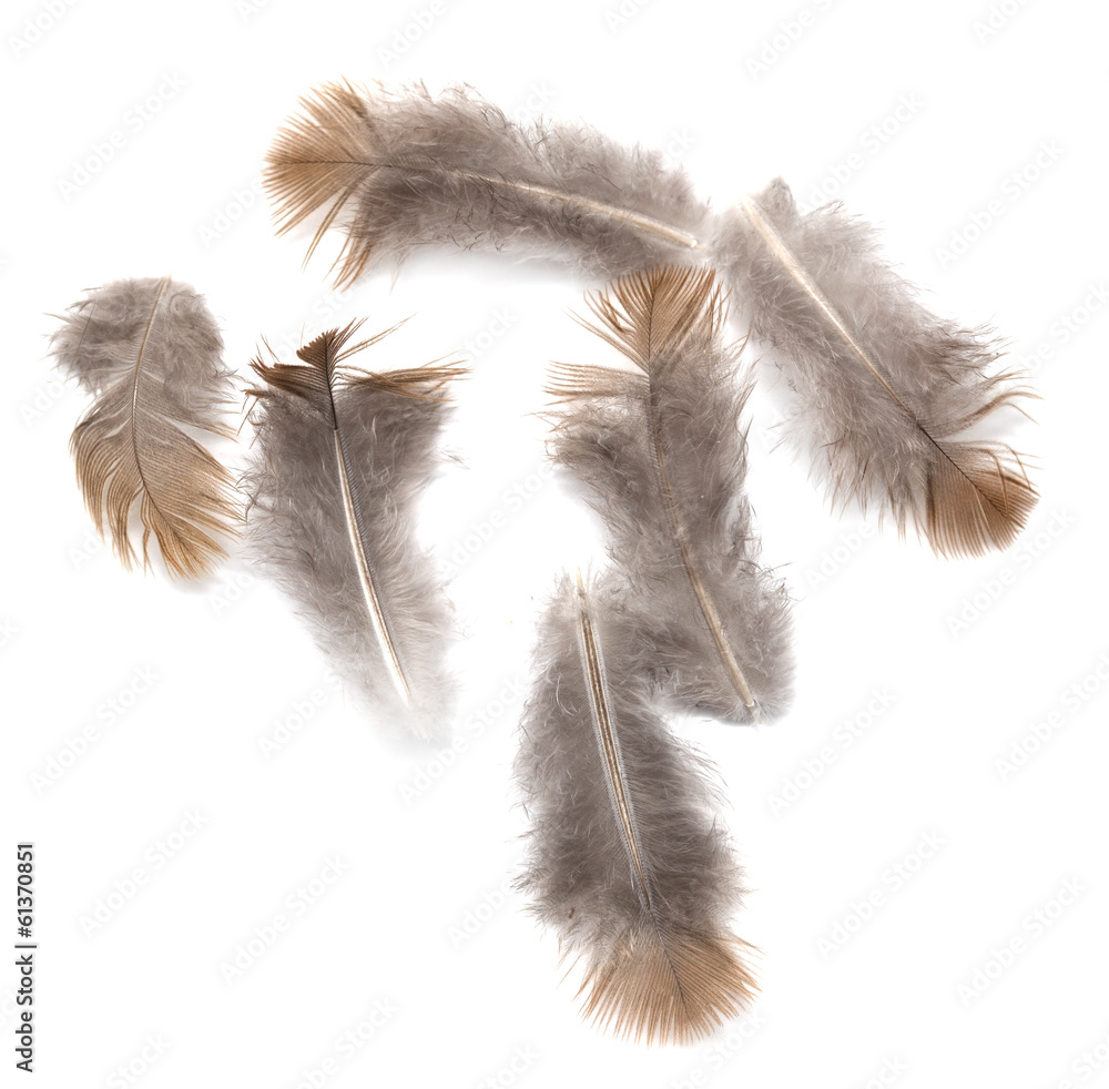 pigeon feather on white background pigeon feather on white background