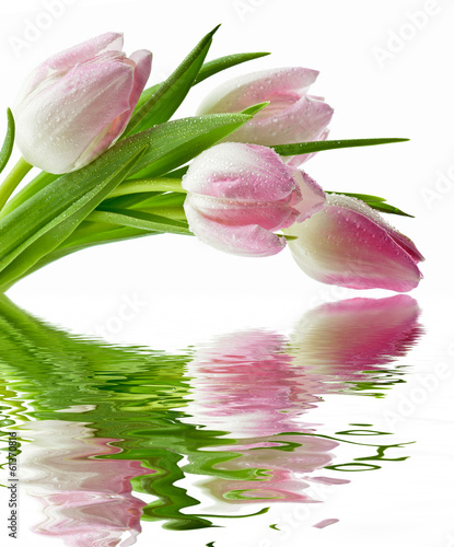 Fototapeta Naklejka Na Ścianę i Meble -  Tulipany na białym tle