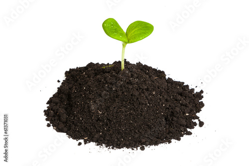 Heap dirt with a green plant sprout isolated