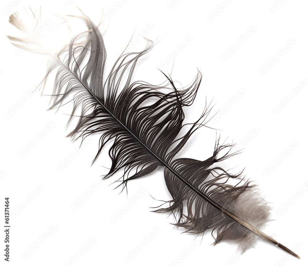 feather on white background feather on white background