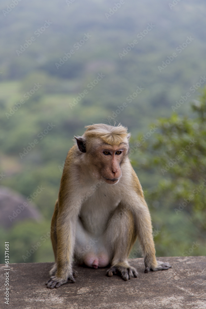 Toque macaque