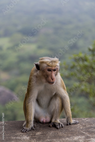 Toque macaque © BGStock72