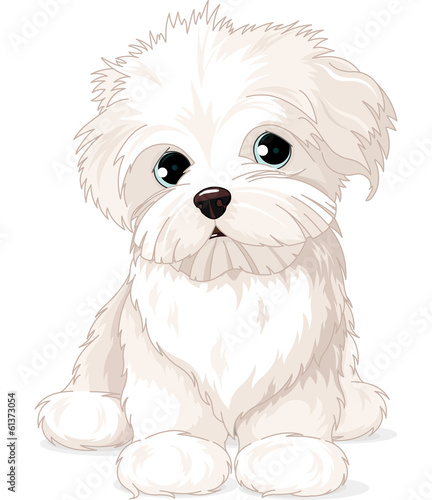 Canvas Print Maltese Puppy Dog