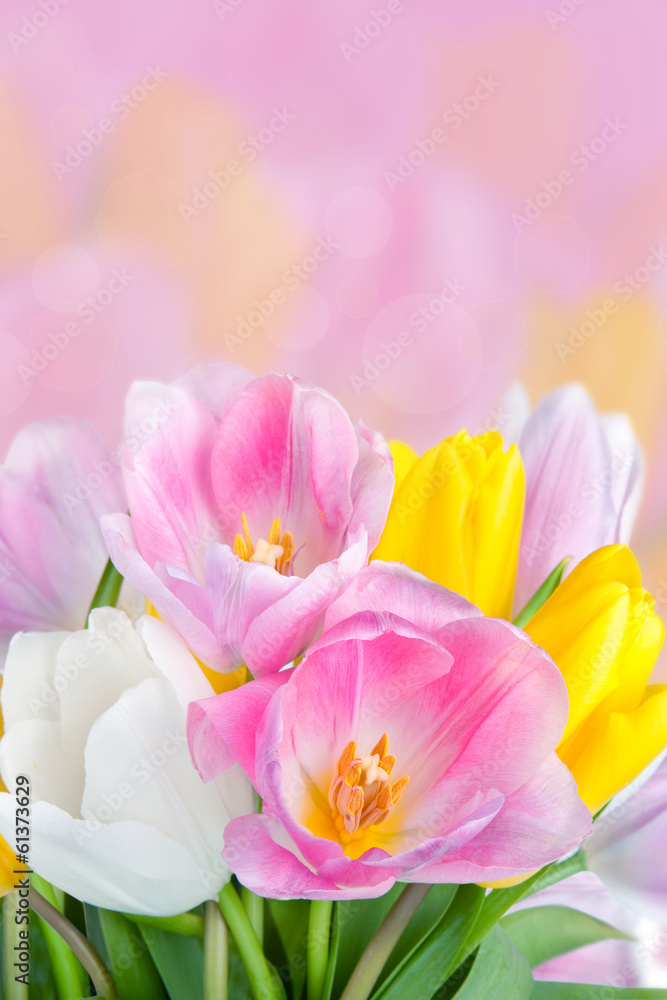 Tulips Spring Flower