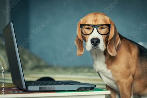 Obraz na plátně Sleepy beagle dog in funny glasses near laptop