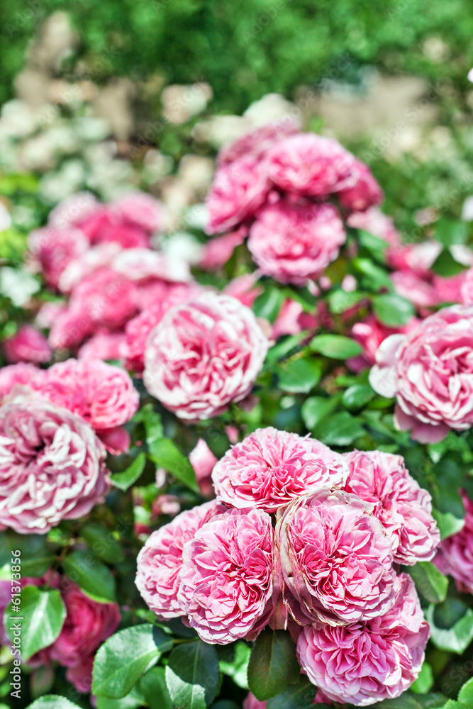 Beautiful pink roses flowers in garden, outdoors