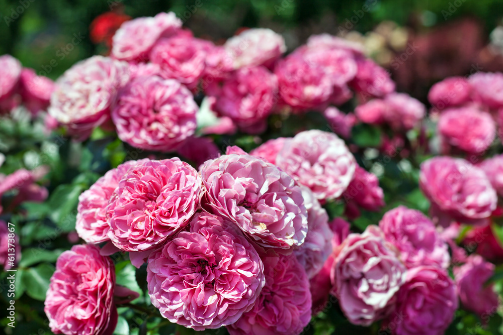 Beautiful pink roses flowers in garden, outdoors Beautiful pink roses flowers in garden, outdoors