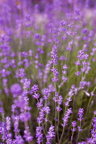 Fototapeta Naklejka Na Ścianę i Meble -  Lavender Flowers Background