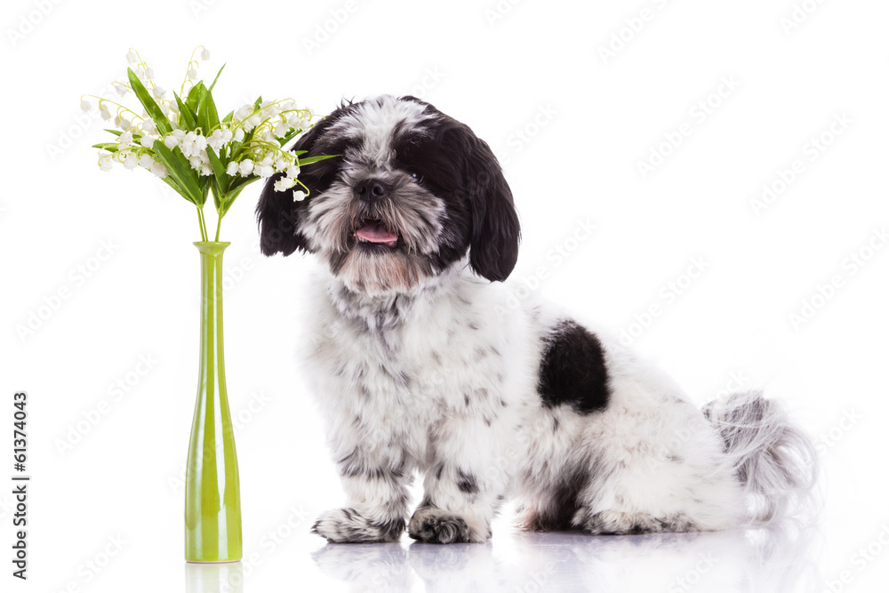 Fototapeta premium Shih tzu dog on white background
