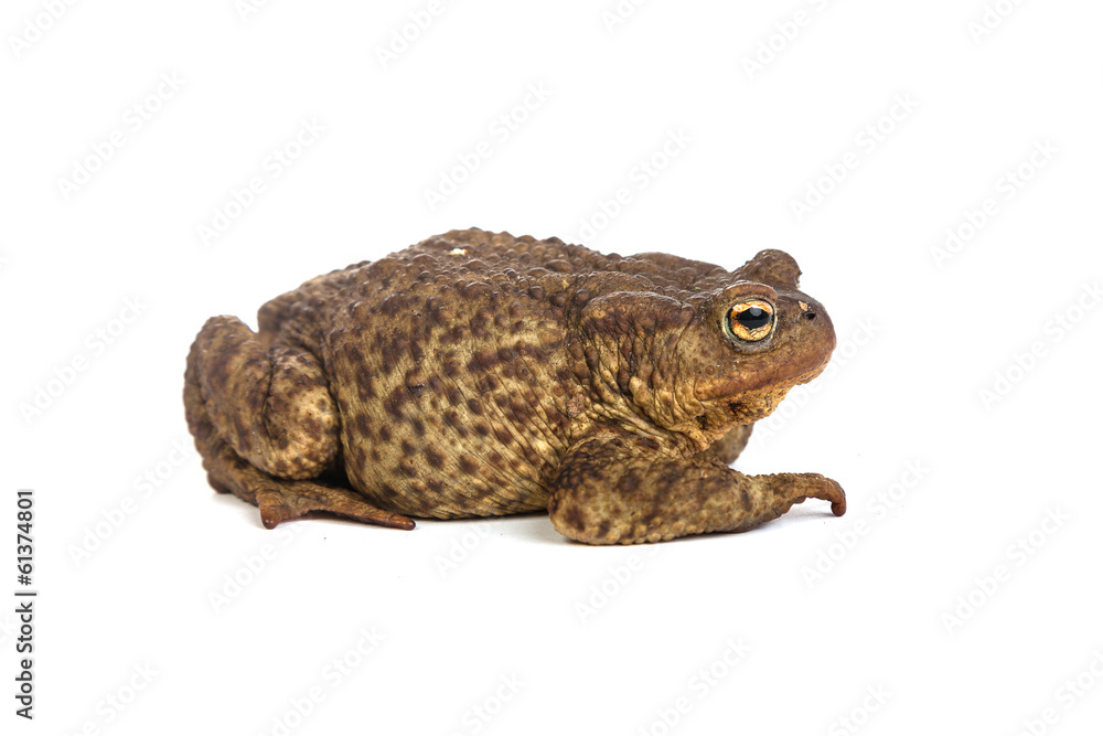 Forest toad. Green frog Forest toad. Green frog