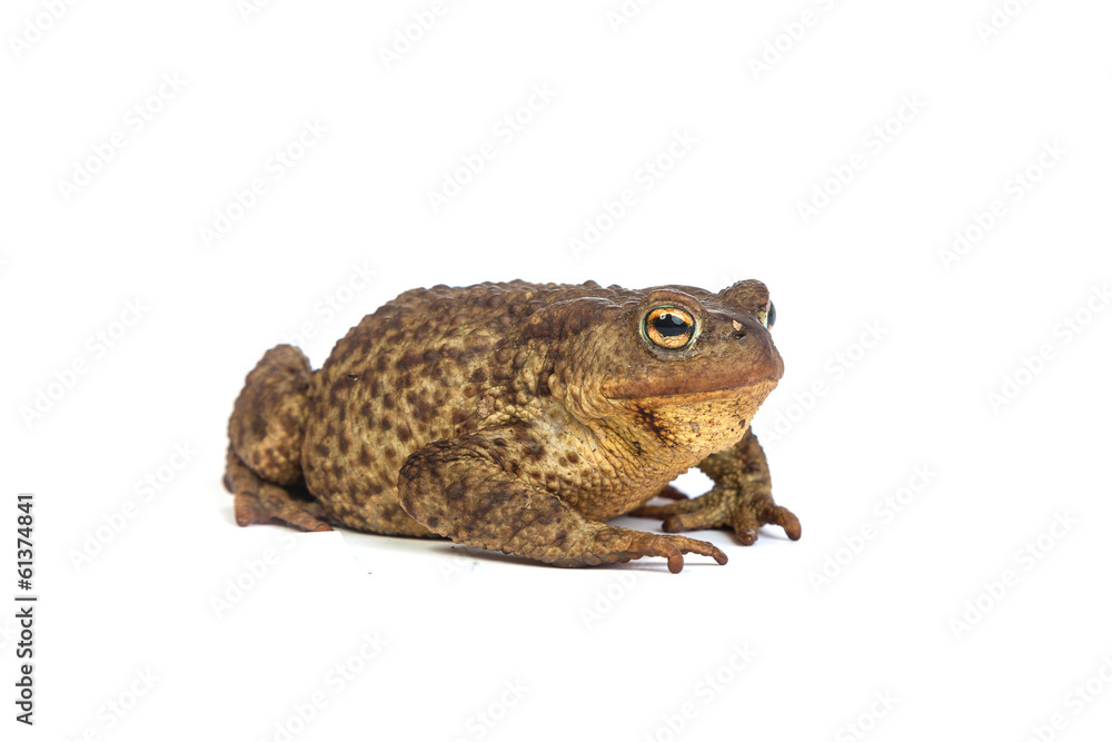 Forest toad. Green frog Forest toad. Green frog