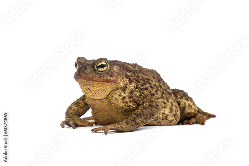 Forest toad. Green frog