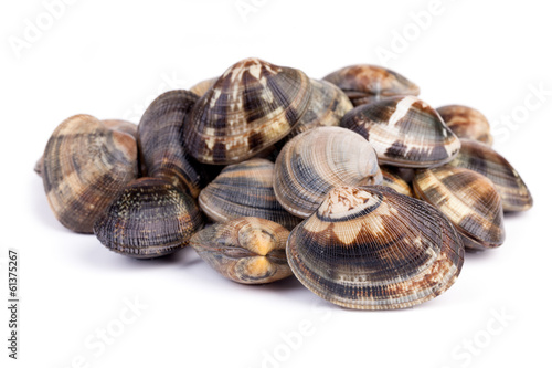 Raw Clams On White Background