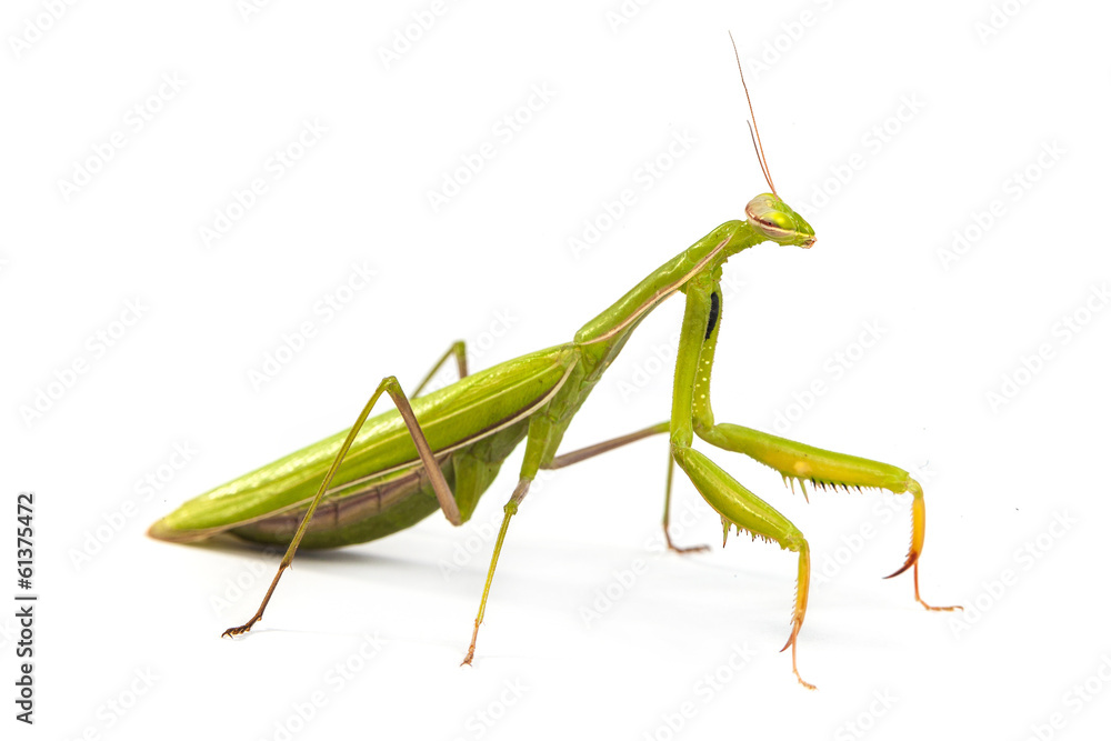 Mantis isolated on a white background Mantis isolated on a white background