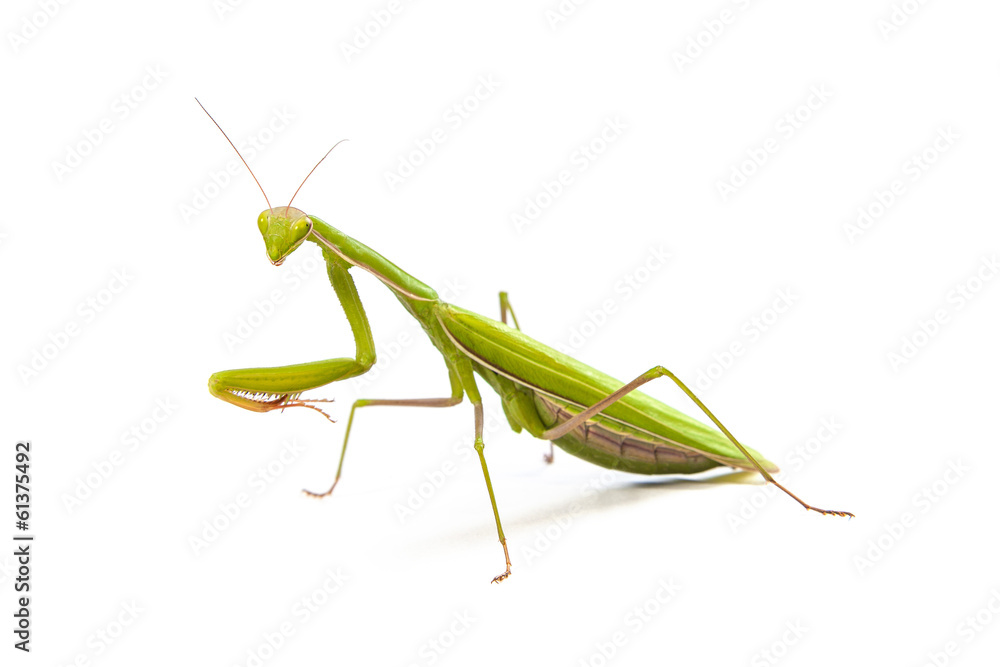Mantis isolated on a white background Mantis isolated on a white background