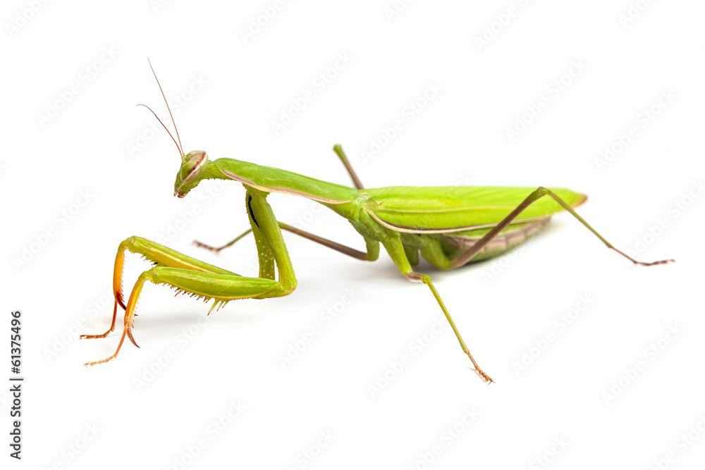 Mantis isolated on a white background