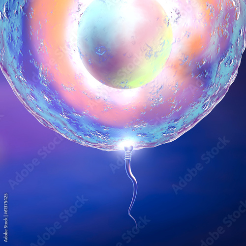 Foto Concepimento ovulo e spermatozoo
