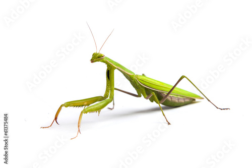 Mantis isolated on a white background © Sergii Figurnyi