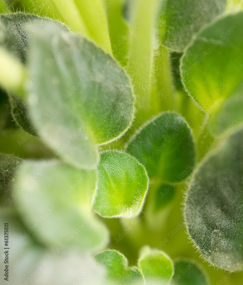 beautiful green violet leaves. macro beautiful green violet leaves. macro