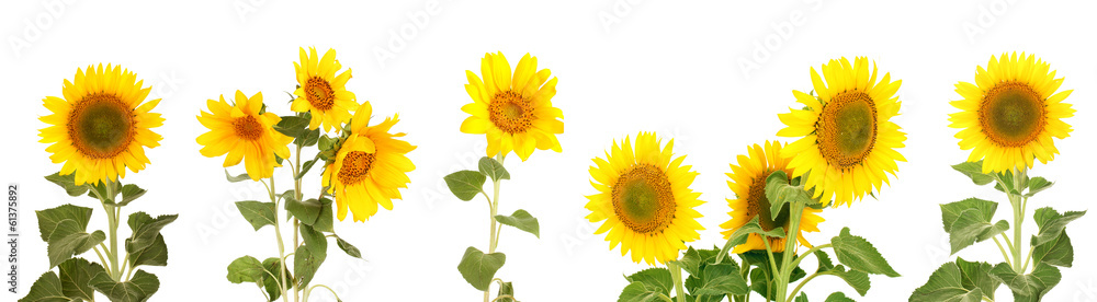 Fototapeta premium Sunflowers isolated on white