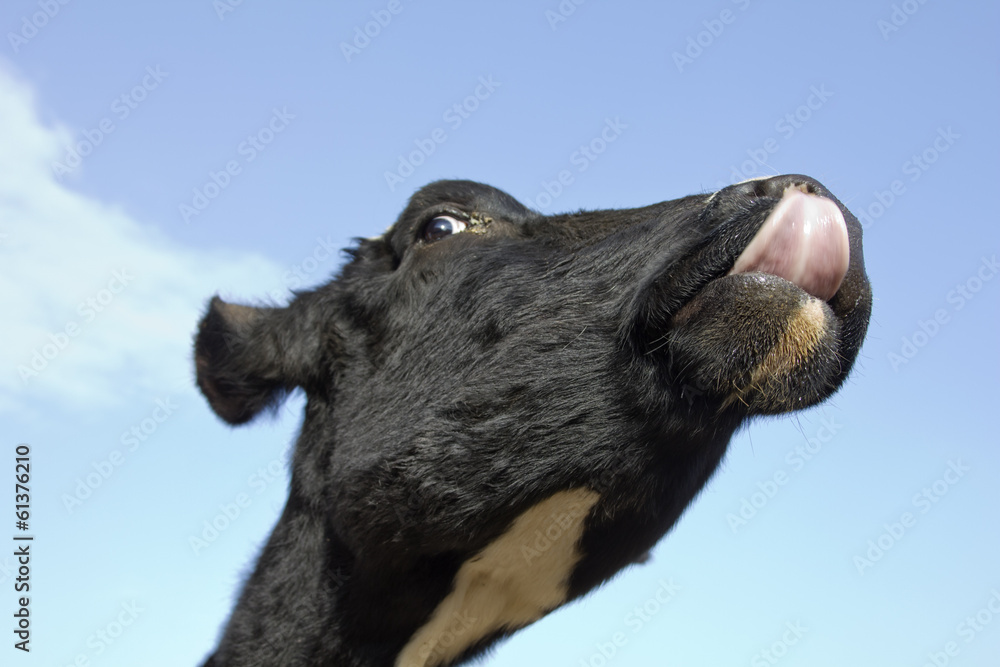 Fototapeta premium Angry Cow