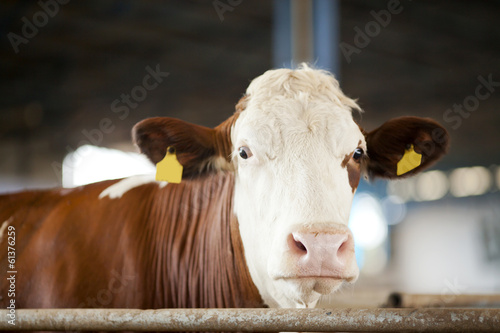 Wallpaper Mural Cow Looking Torontodigital.ca