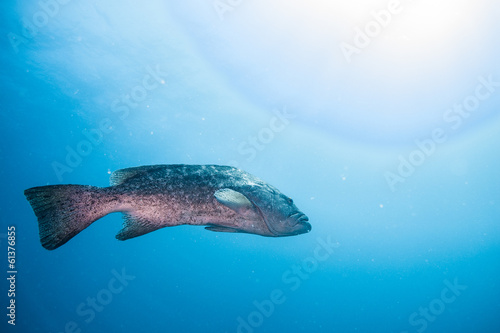 Obraz na plátne Sea of cortez grouper