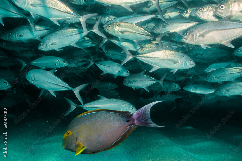 Fototapeta premium Trevally baitball