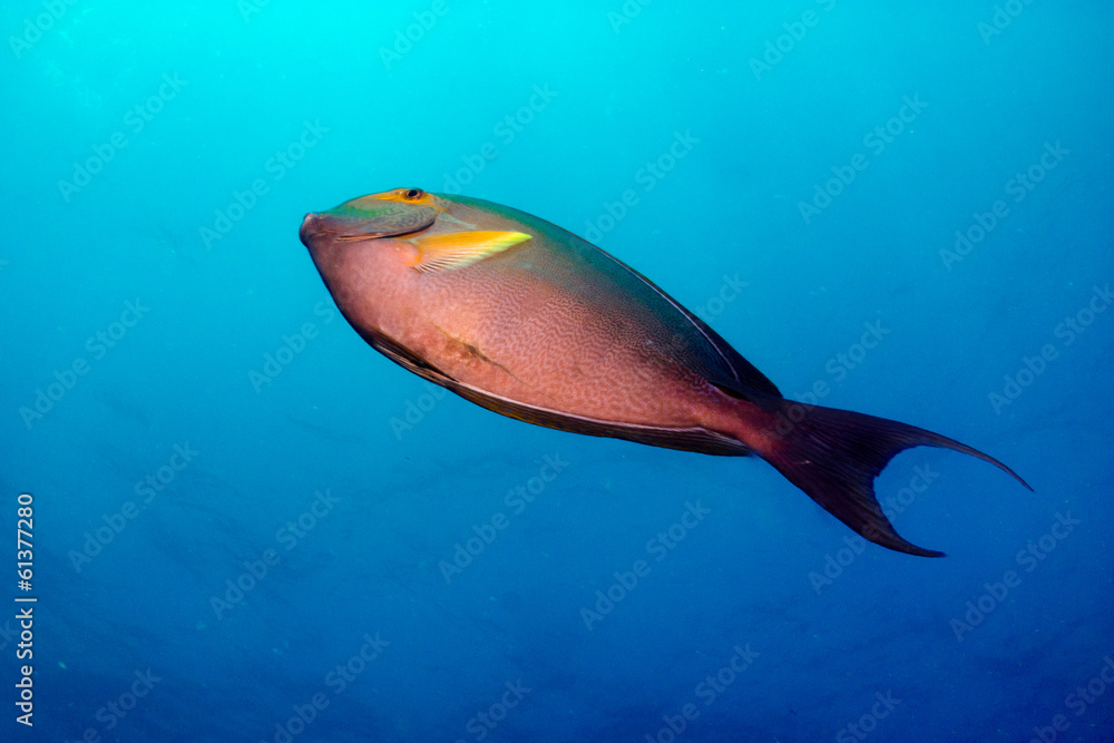 Fototapeta premium surgeonfish