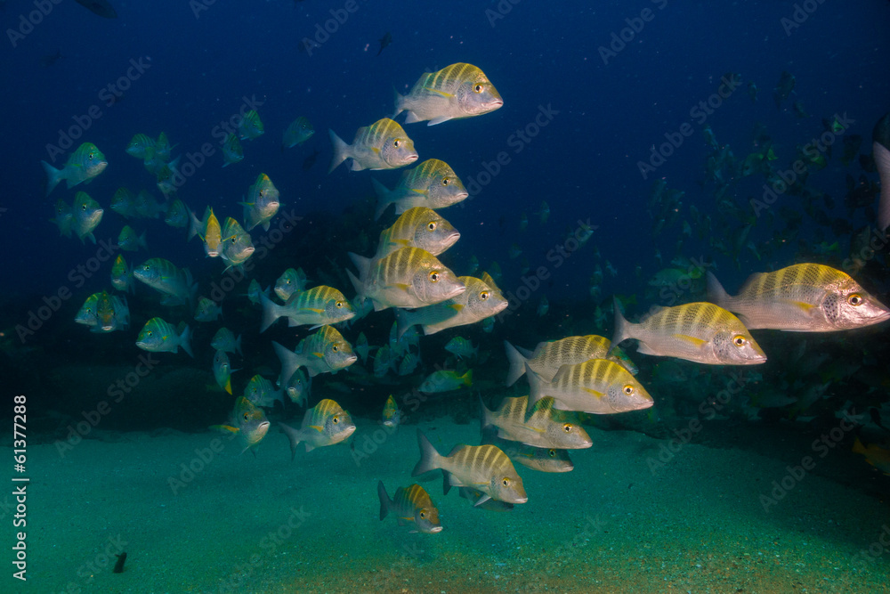 Fototapeta premium Pacific grunts