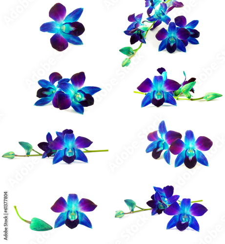 Fototapeta Naklejka Na Ścianę i Meble -  purple orchids