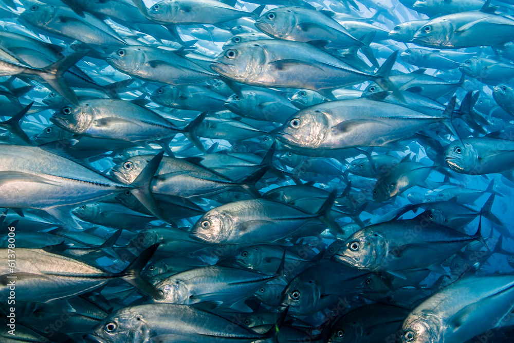 Fototapeta premium Trevally baitball