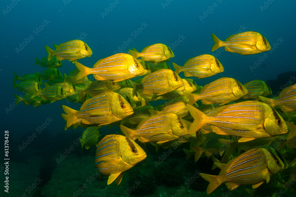 Fototapeta premium panamic porkfish