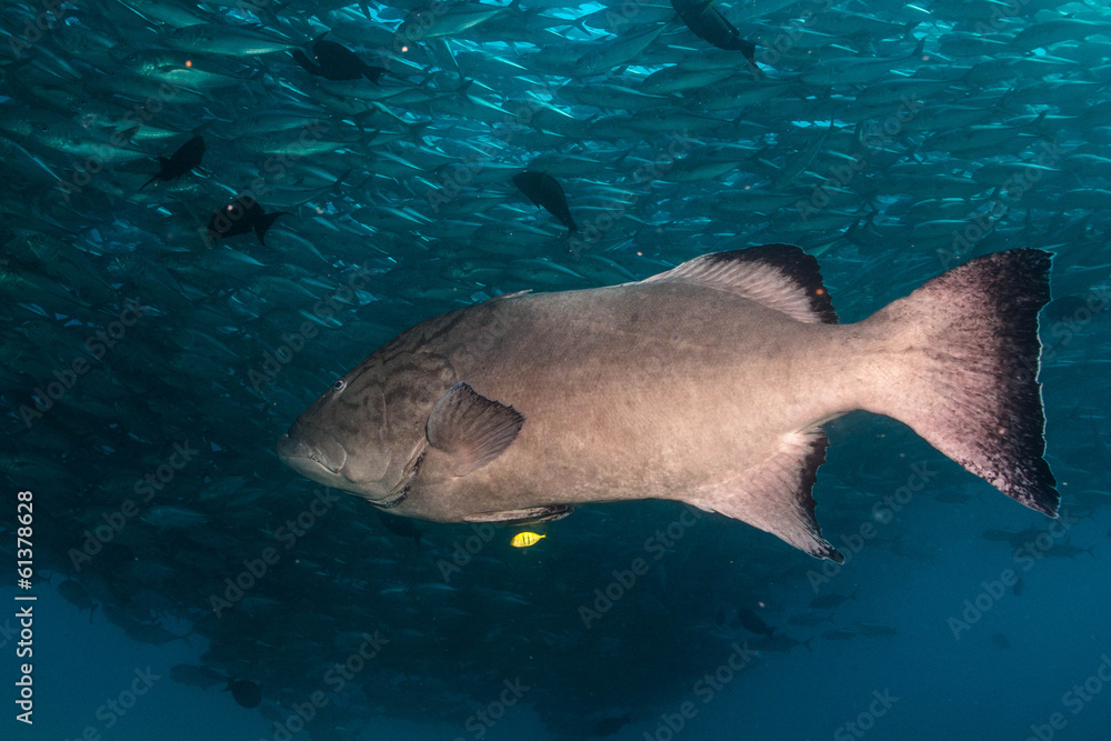Obraz premium Sea of cortez groupers