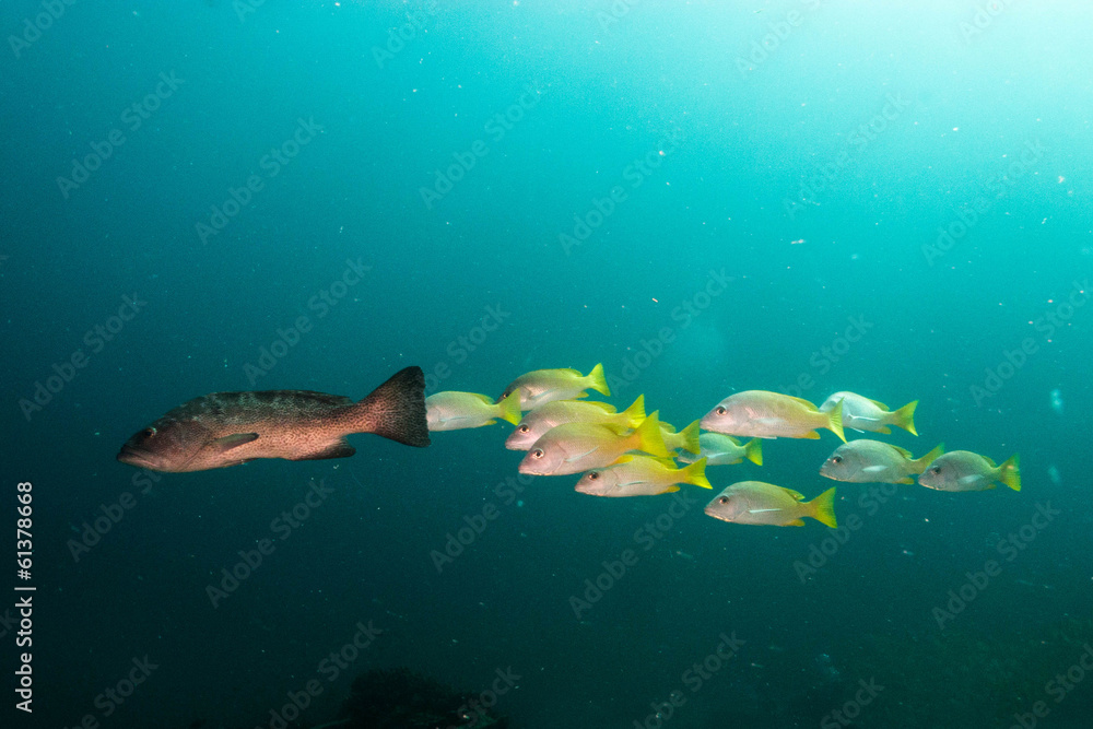Obraz premium Sea of cortez groupers
