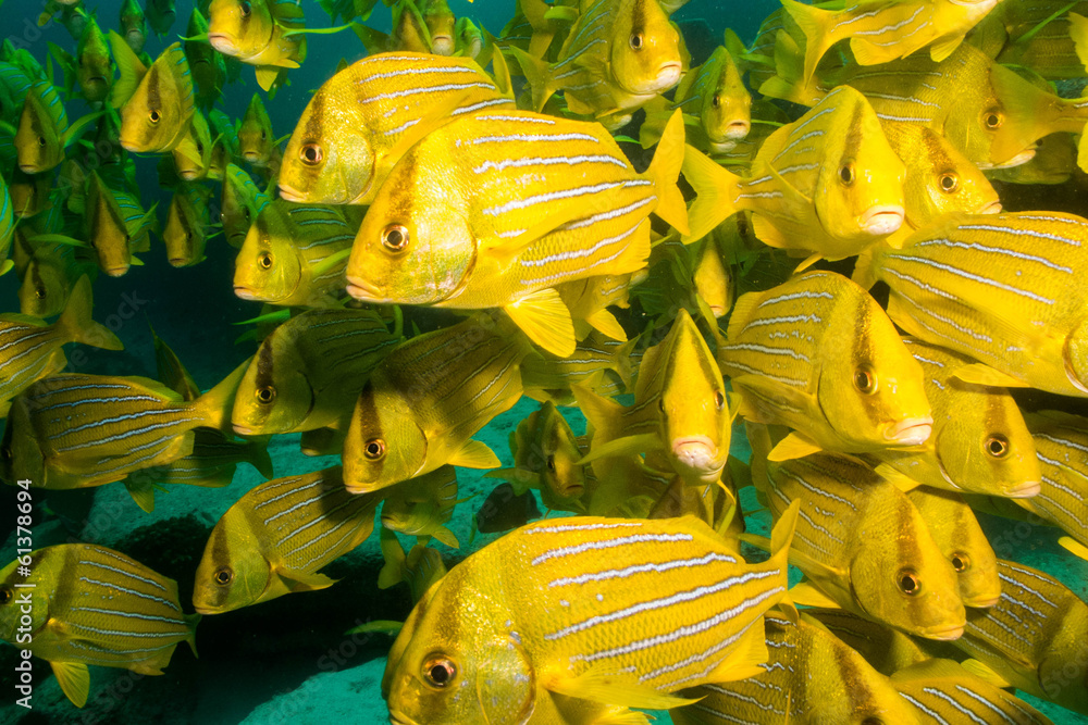 Fototapeta premium panamic porkfish