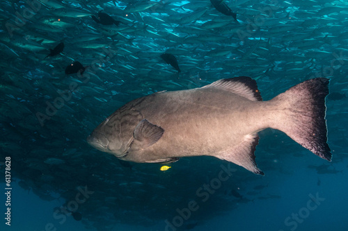 Sea of cortez groupers