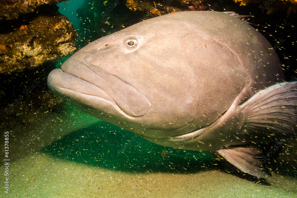 Obraz premium Sea of cortez groupers