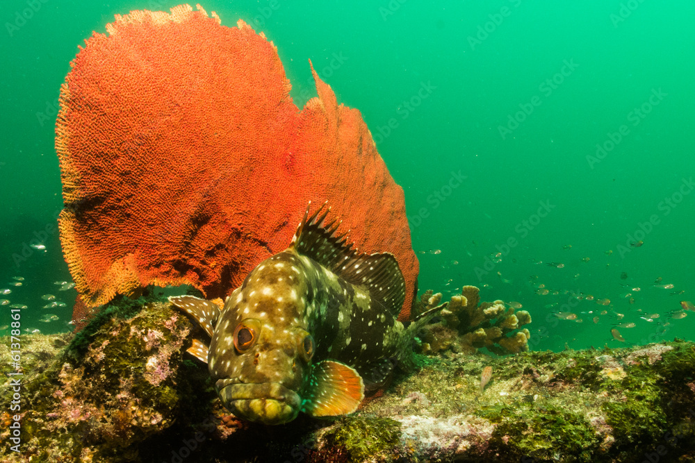 Obraz premium Sea of cortez groupers