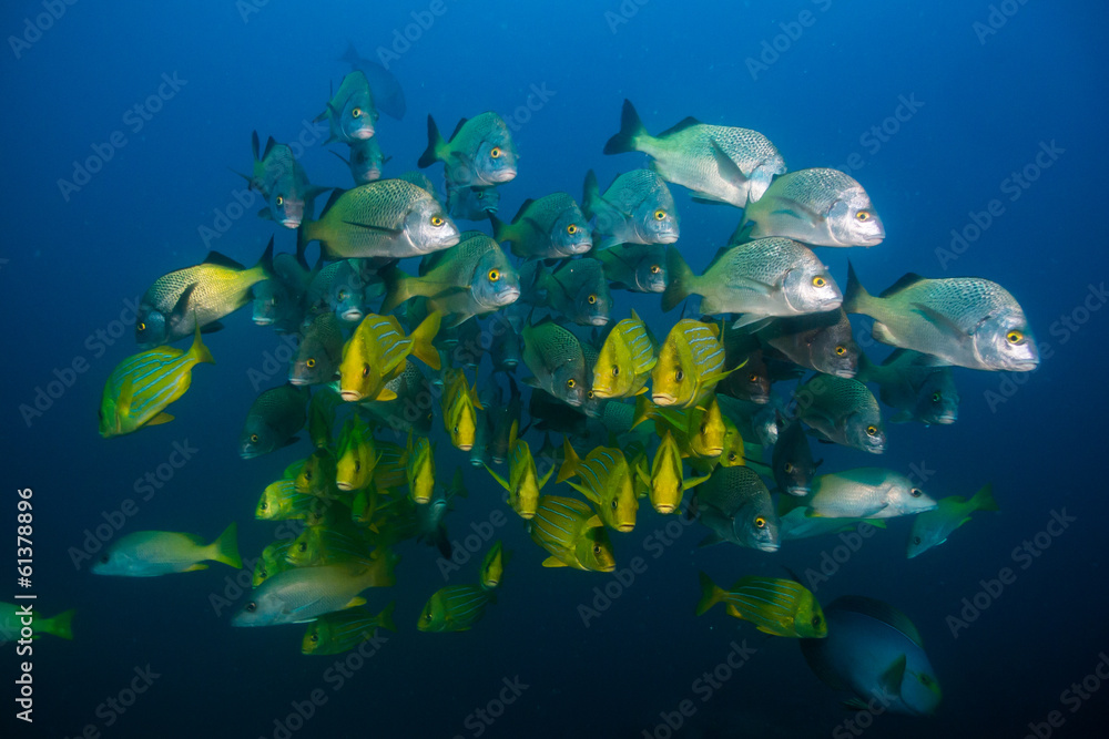 Fototapeta premium Pacific Grunts