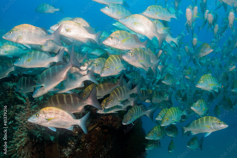 Fototapeta premium Pacific Grunts