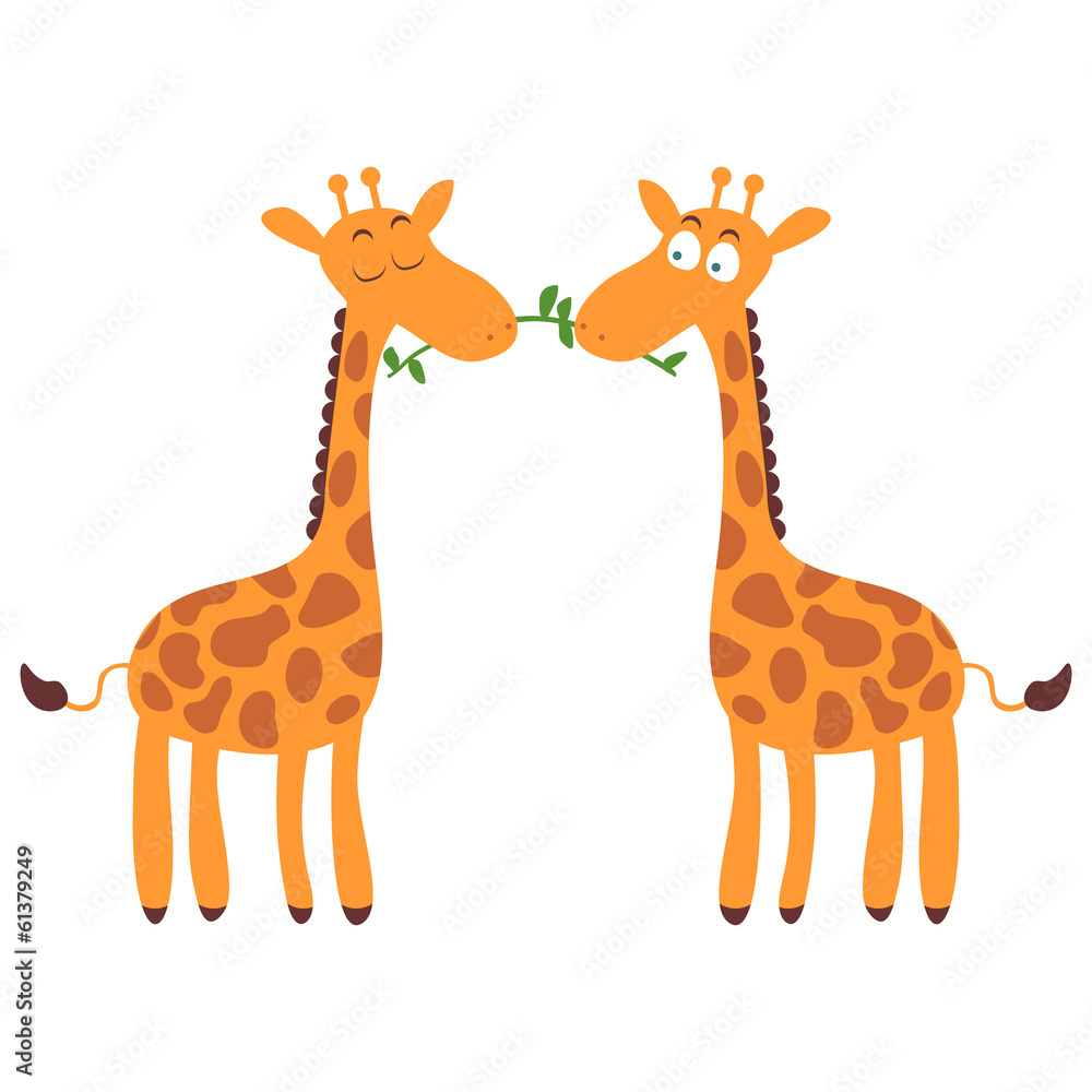 Two cute giraffes in love