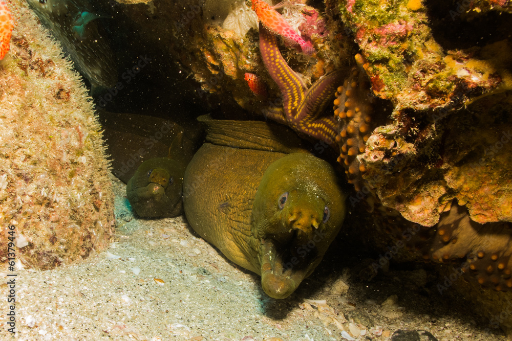 Fototapeta premium moray eel, Cabo Pulmo