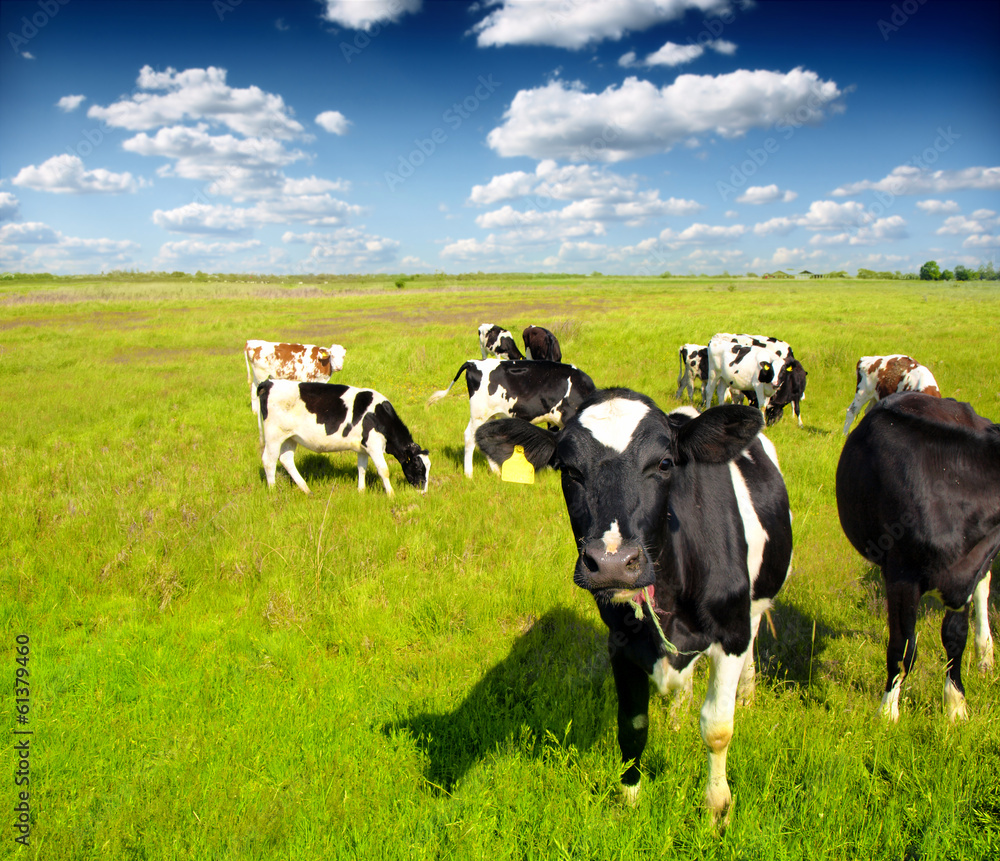 Fototapeta premium Cows on a green summer meadow