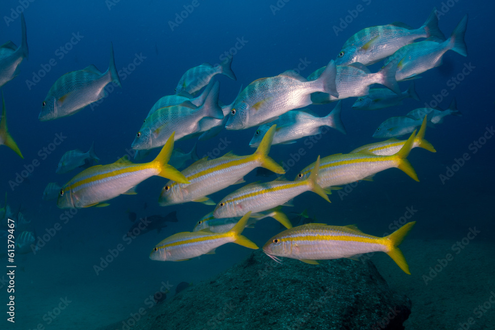 Fototapeta premium Goatfish