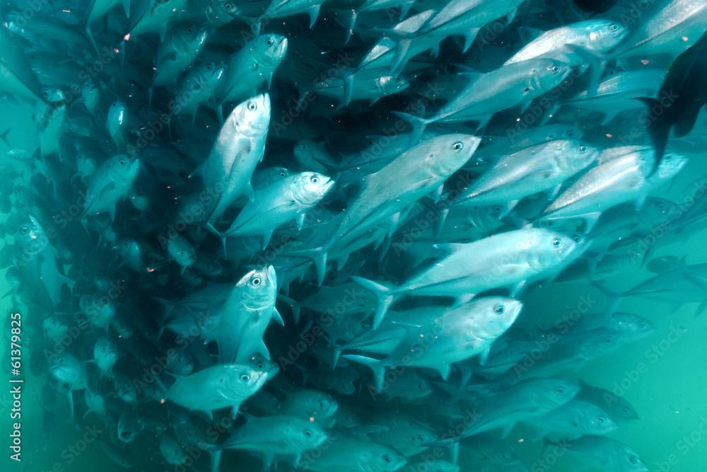 Fototapeta premium Trevally baitball